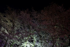 土手の夜桜