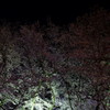 土手の夜桜