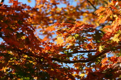 高尾山の紅葉 2017