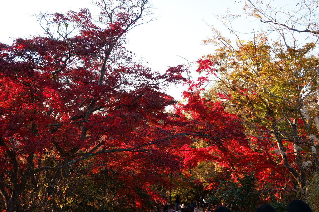高尾山の紅葉