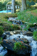 小川と御柱