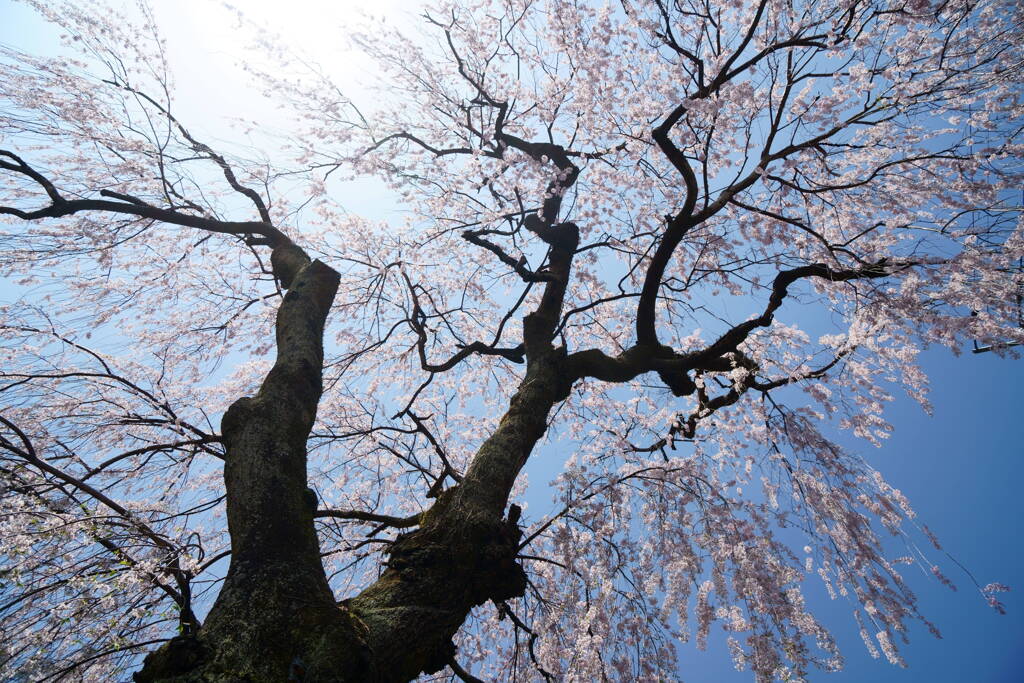 妙義神社の枝垂桜