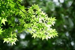 秩父 三峰神社参道の新緑