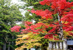 日光東照宮参道の紅葉