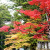 日光東照宮参道の紅葉