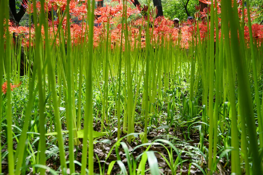 巾着田曼珠沙華まつり2019