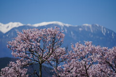 高遠城址公園の桜まつり2025