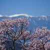 高遠城址公園の桜まつり2025