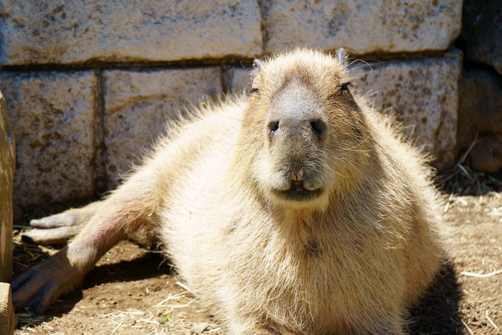 伊豆シャボテン公園のカピバラさん