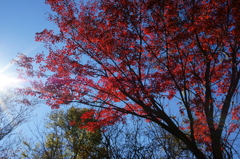中禅寺湖_紅葉1