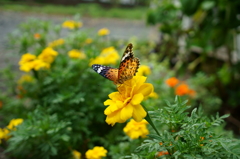 DSC07249
