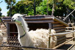 伊豆シャボテン公園のアルパカ？