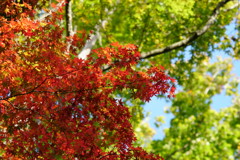 高尾山の紅葉 2017