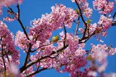 伊豆 河津桜まつり