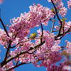 伊豆 河津桜まつり