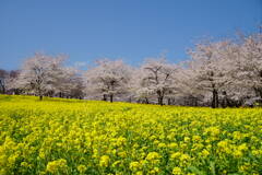 赤城南面千本桜まつり