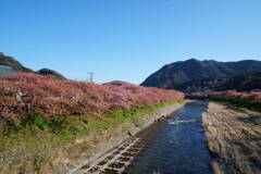 伊豆 河津桜まつり