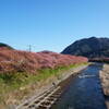 伊豆 河津桜まつり