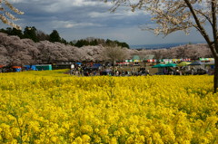 赤城南面千本桜まつり