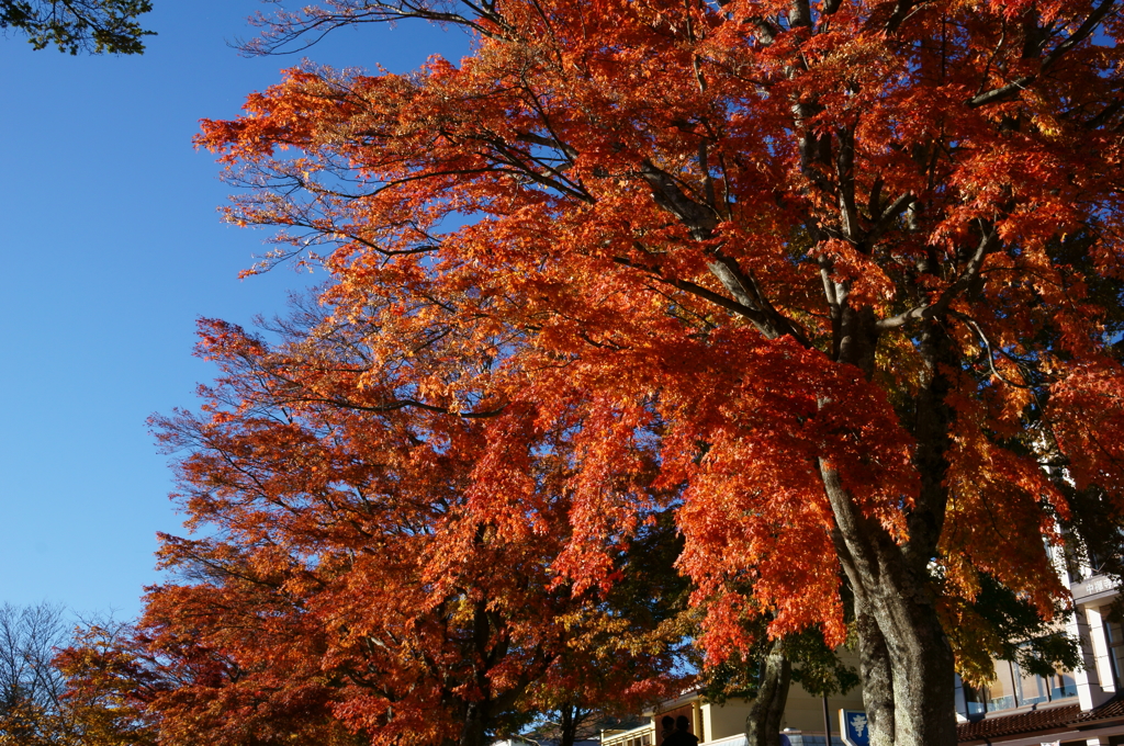 中禅寺湖_紅葉4