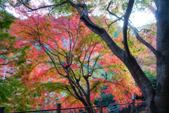 高尾山の紅葉