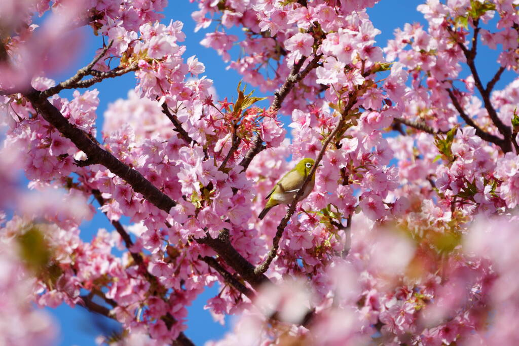 伊豆 河津桜まつり