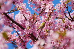 伊豆 河津桜まつり