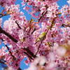 伊豆 河津桜まつり