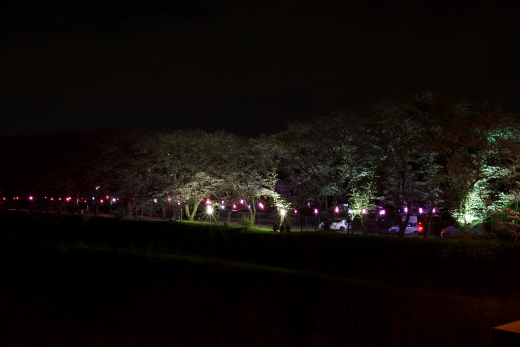 土手の夜桜