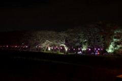 土手の夜桜