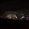 土手の夜桜
