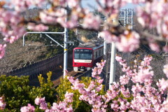 三浦海岸桜まつり
