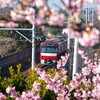 三浦海岸桜まつり