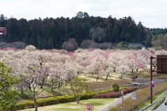 水戸の梅まつり