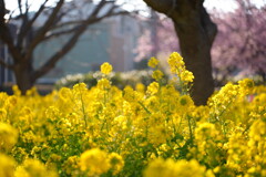 三浦海岸桜まつり