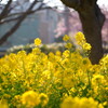 三浦海岸桜まつり