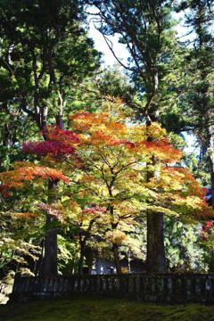 日光東照宮の紅葉