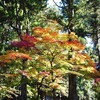 日光東照宮の紅葉