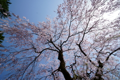 妙義神社の枝垂桜