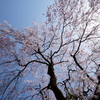 妙義神社の枝垂桜