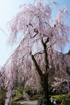 妙義神社の枝垂桜