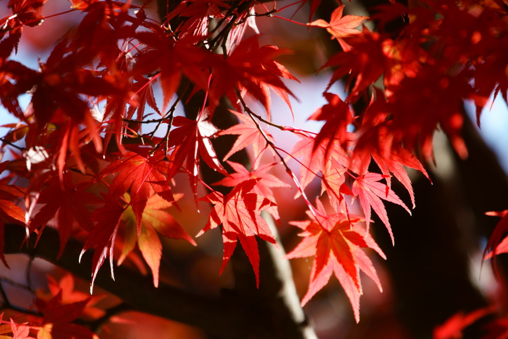 高尾山の紅葉 2017