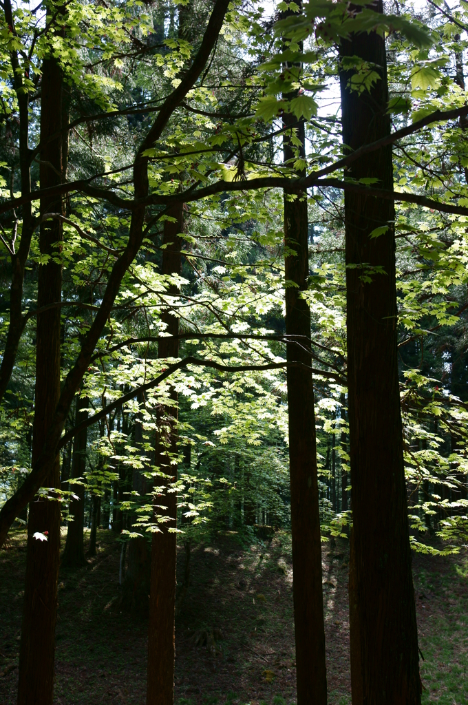 三峯神社参道