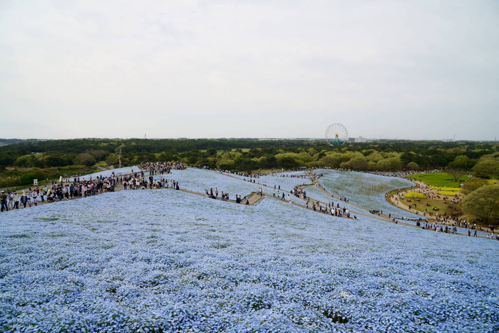 ひたち海浜公園のネモフィラ
