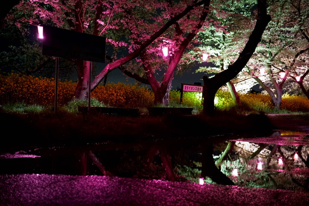 夜桜