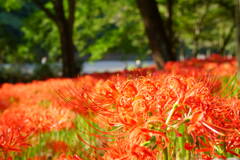巾着田曼珠沙華まつり2019