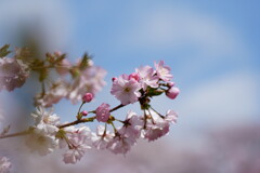 赤城南面千本桜