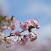 赤城南面千本桜