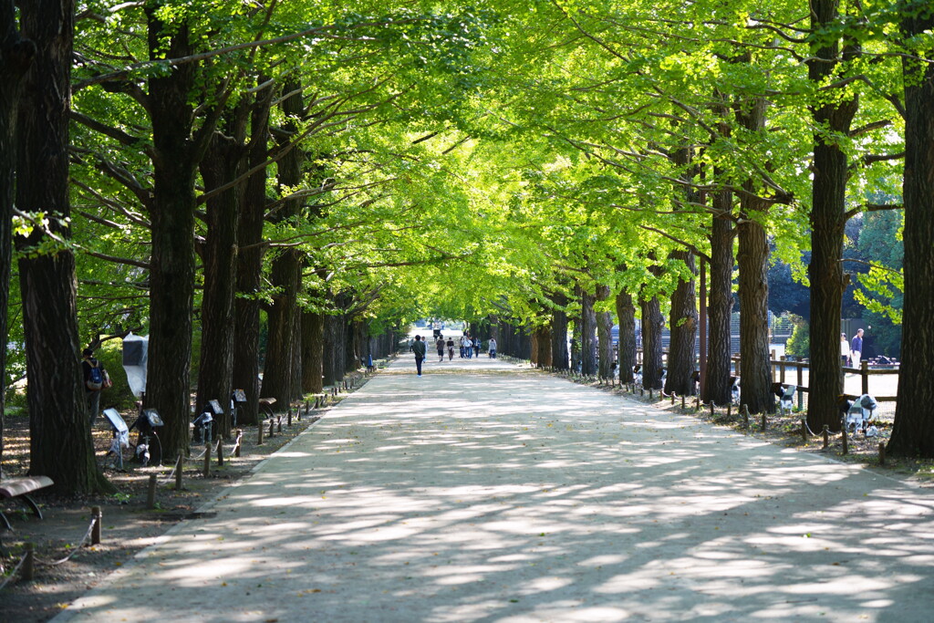 昭和記念公園2023秋