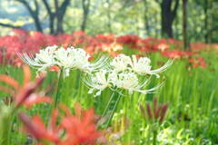 巾着田曼珠沙華まつり2019